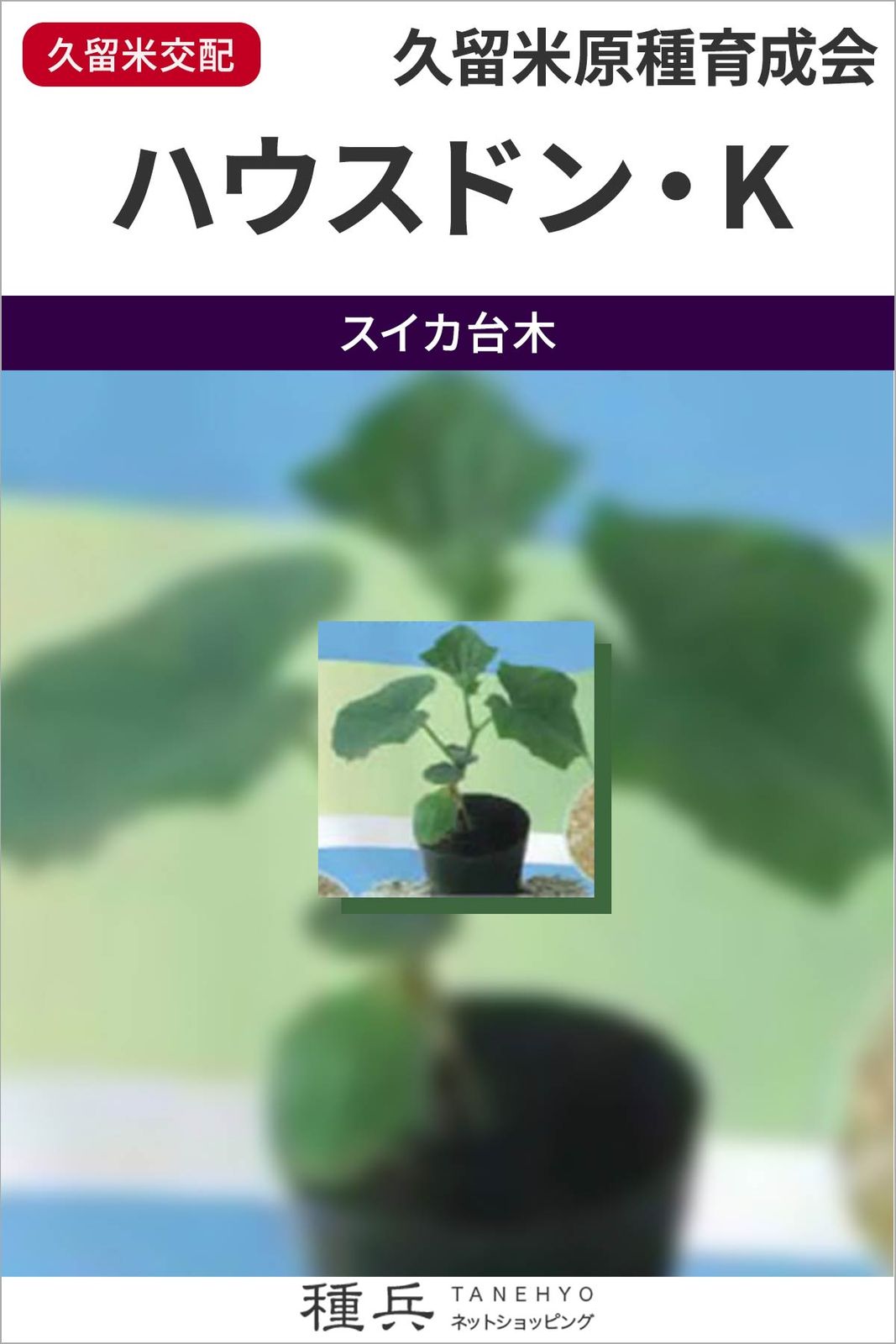 スイカ台木（夕顔） 種 『ハウスドン・K』  久留米原種