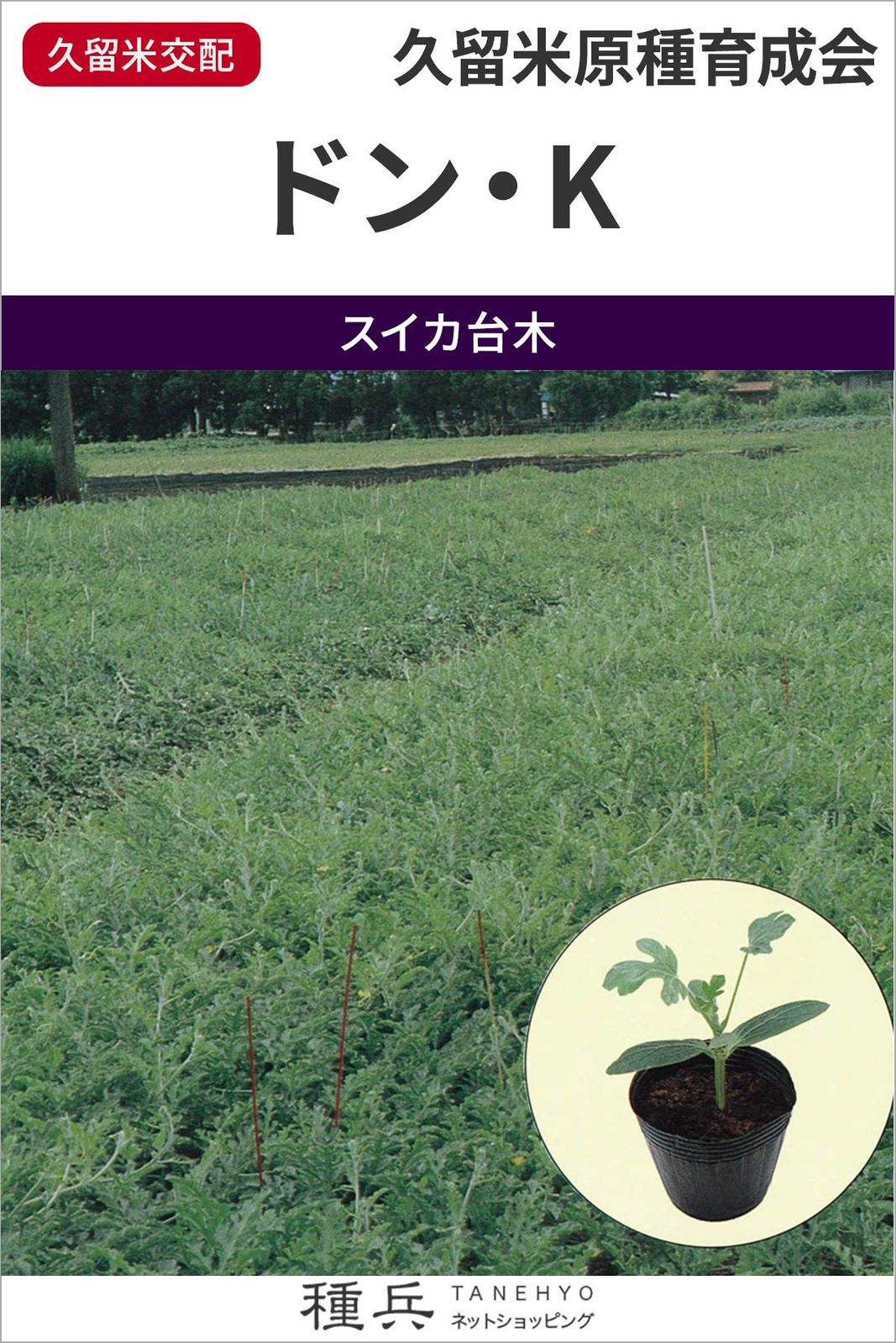 スイカ台木（夕顔） 種 『ドン・K』  久留米原種