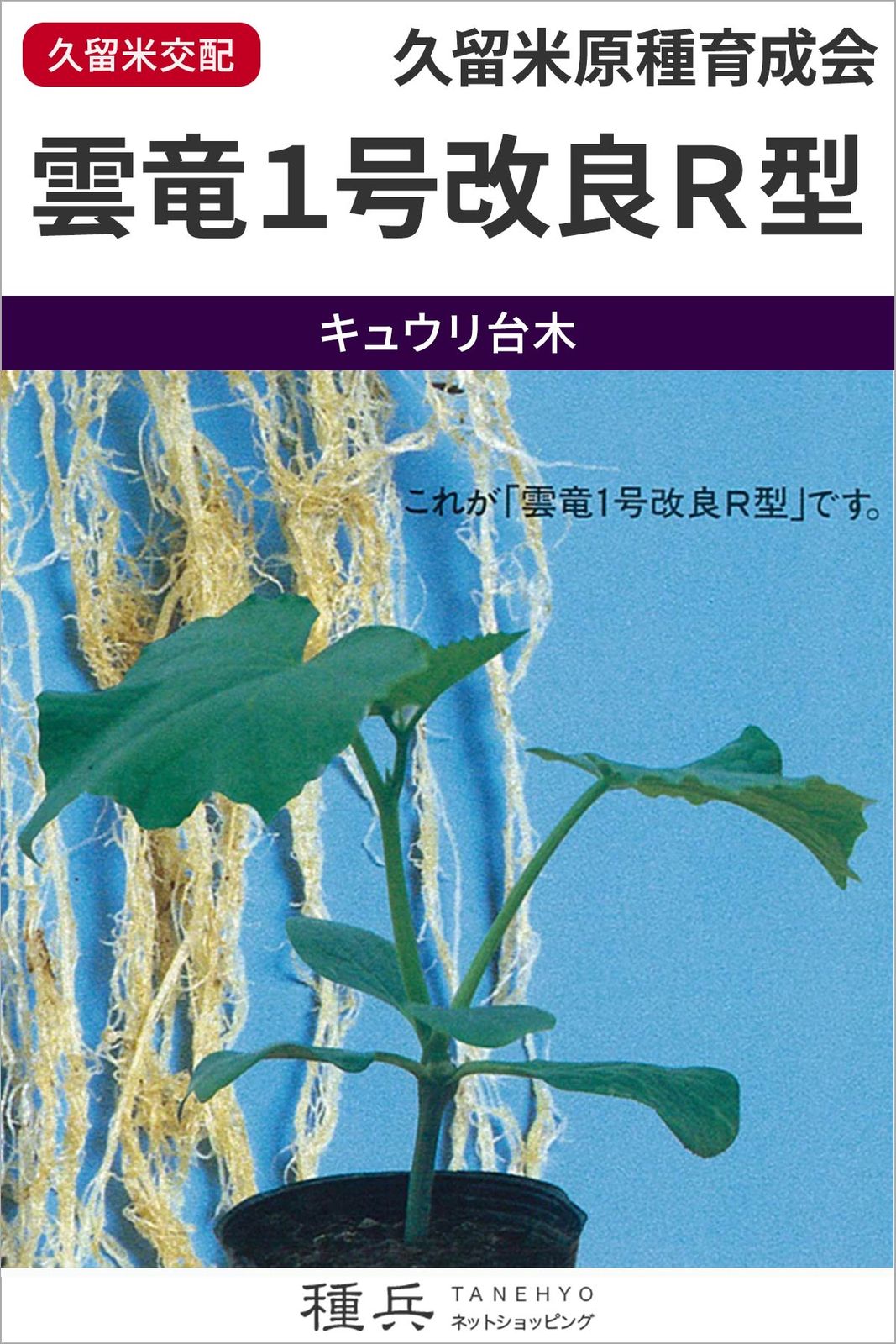 キュウリ台木（ブルームレス） 種 『雲竜１号改良Ｒ型』  久留米原種