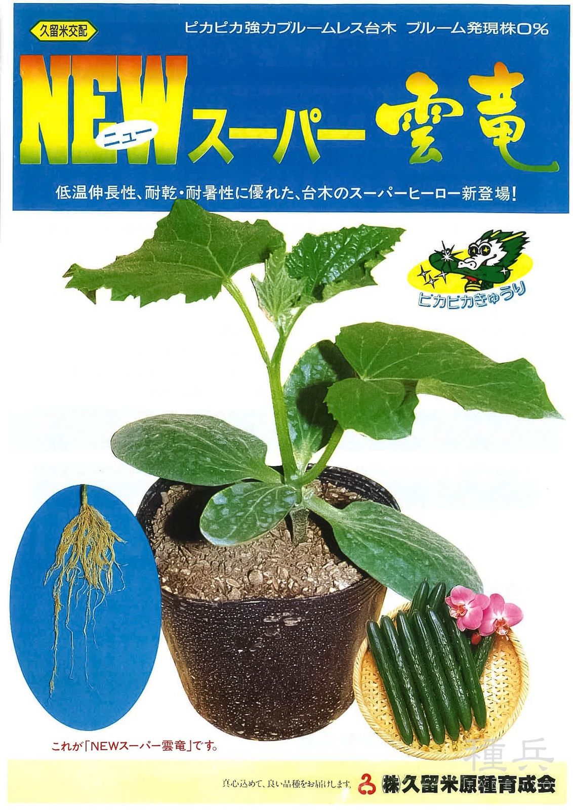 キュウリ台木（ブルームレス） 種 『NEWスーパー雲竜』  久留米原種