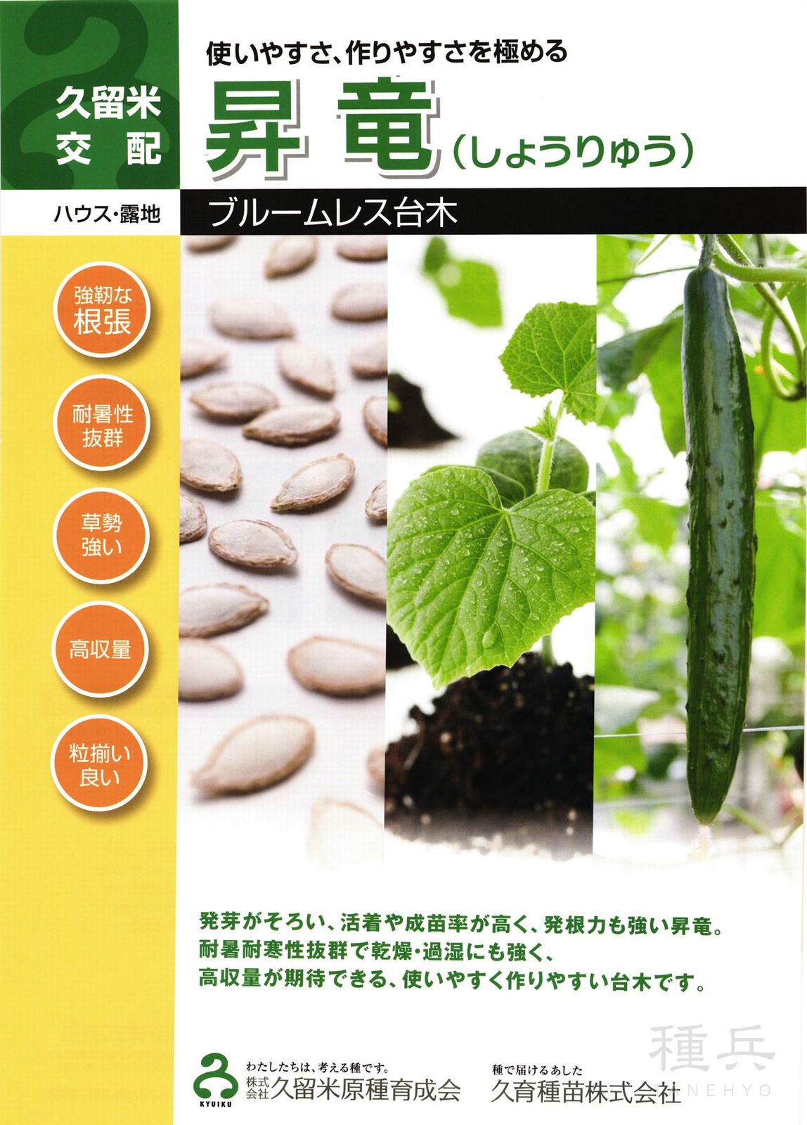 キュウリ台木（ブルームレス） 種 『昇竜』  久留米原種