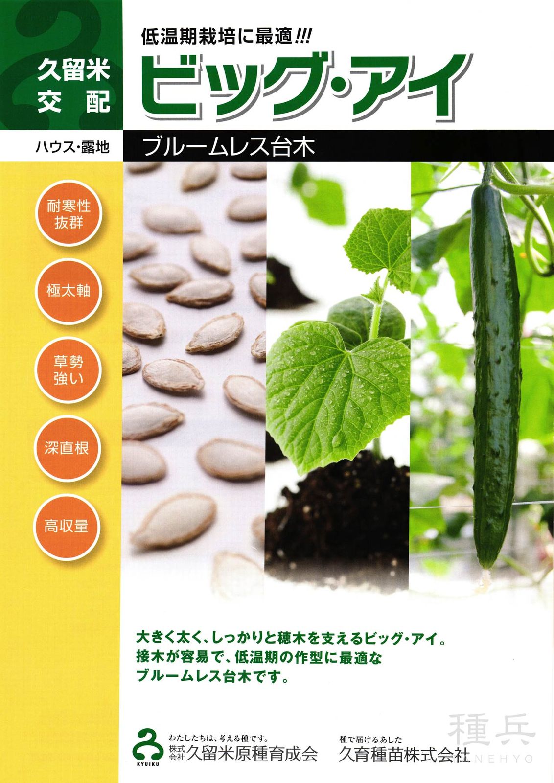 キュウリ台木（ブルームレス） 種 『ビッグアイ』  久留米原種