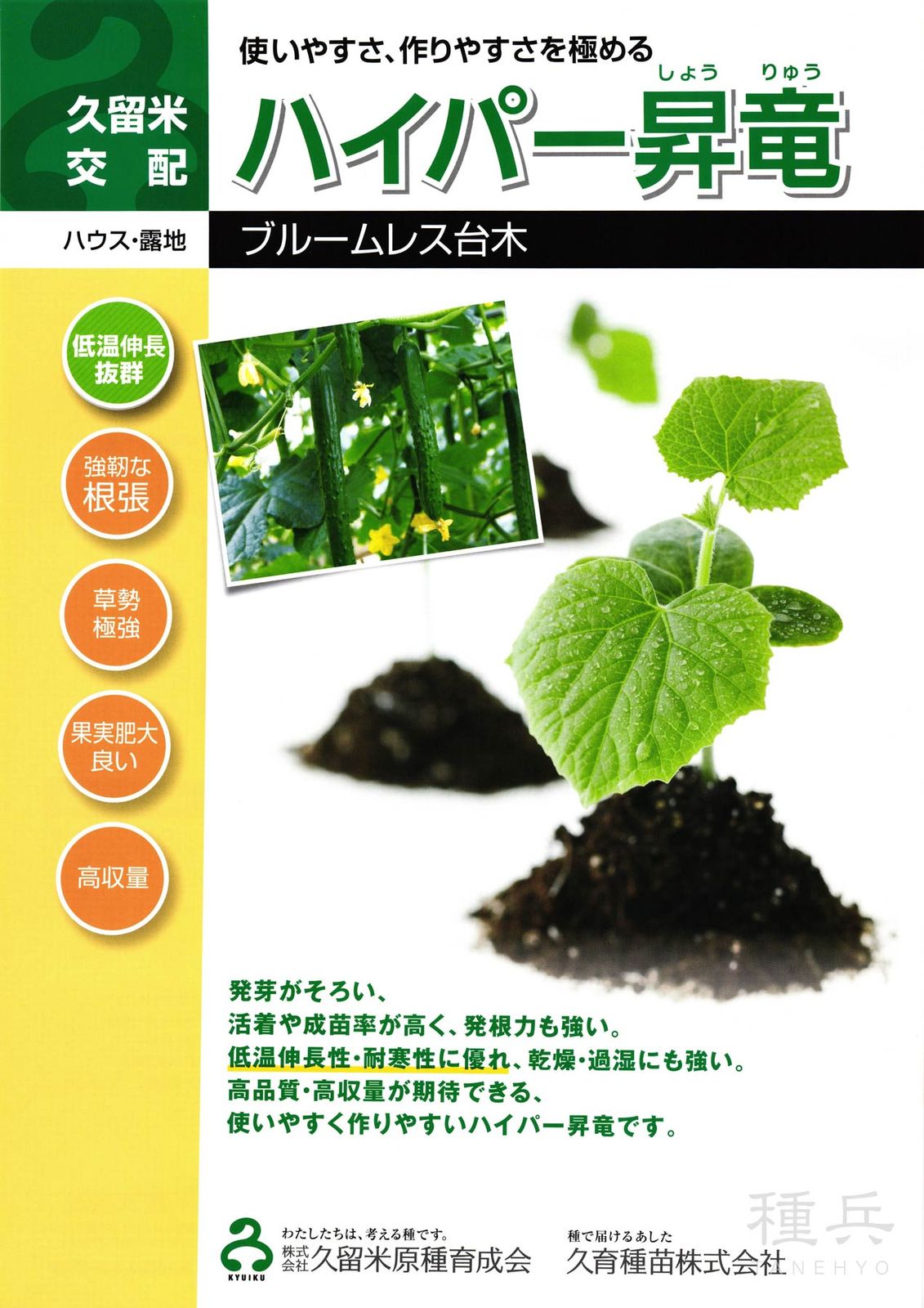 キュウリ台木（ブルームレス） 種 『ハイパー昇竜』  久留米原種