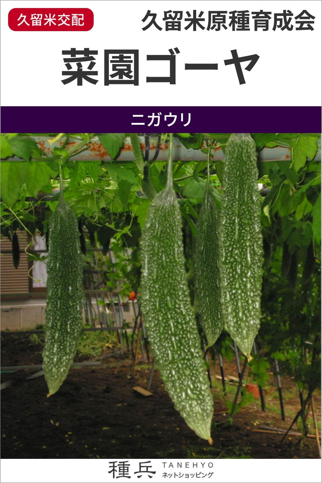ゴーヤ 種 『菜園ゴーヤ』  久留米原種
