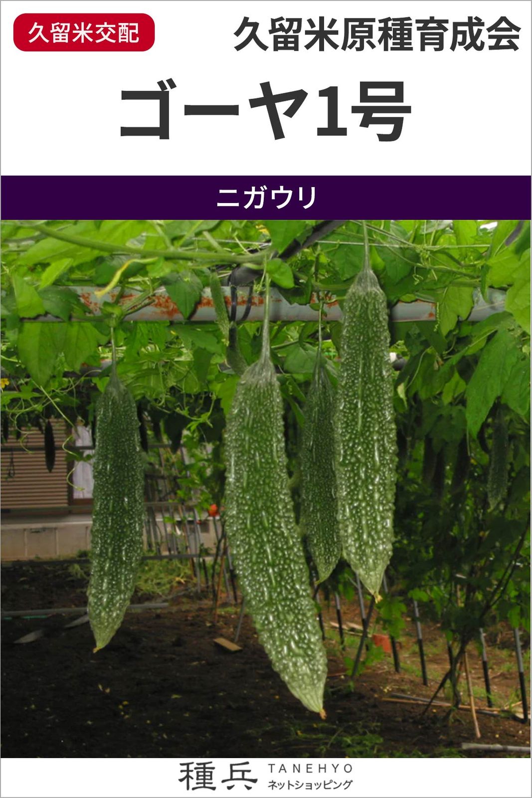 ゴーヤ 種 『ゴーヤ1号』  久留米原種