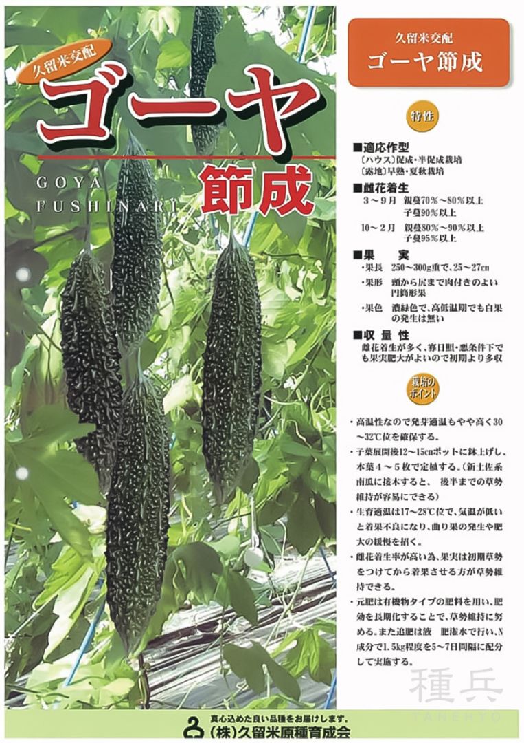 ゴーヤ 種 『ゴーヤ節成』  久留米原種