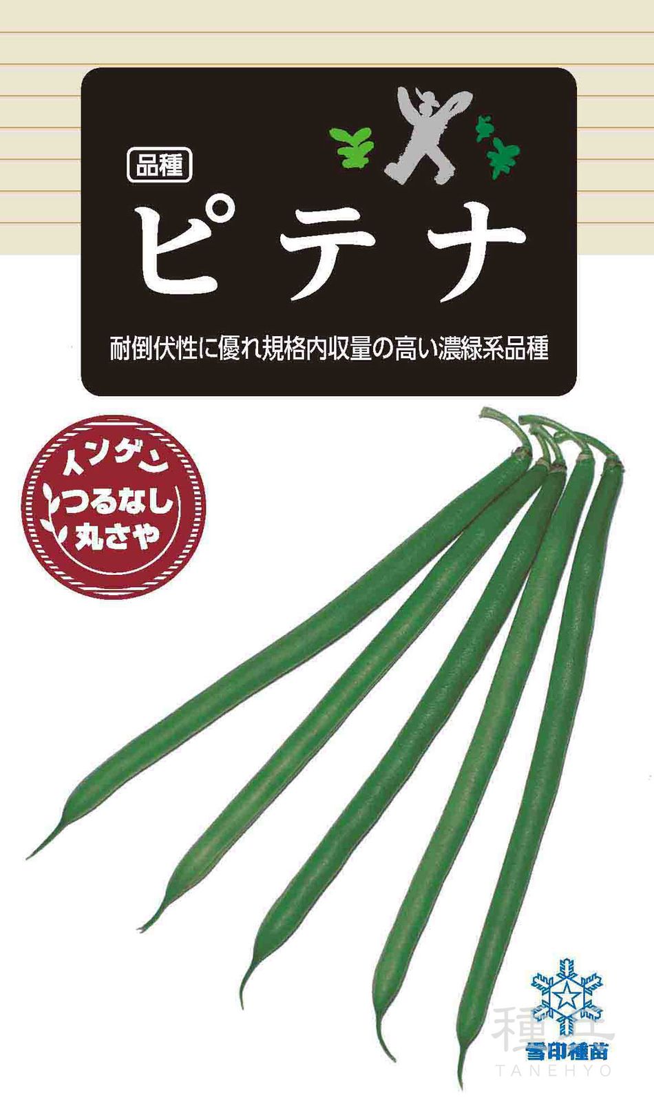 つるなしインゲン 種 『ピテナ』  雪印種苗
