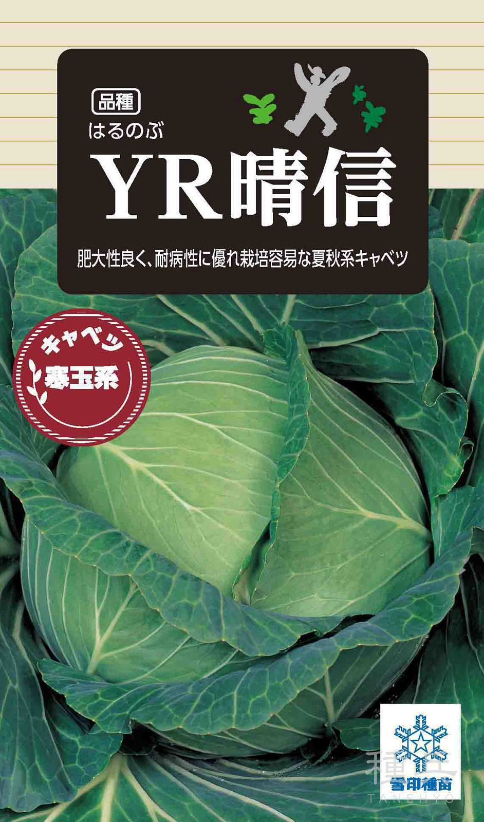 寒玉キャベツ 種 『YR晴信』  雪印種苗