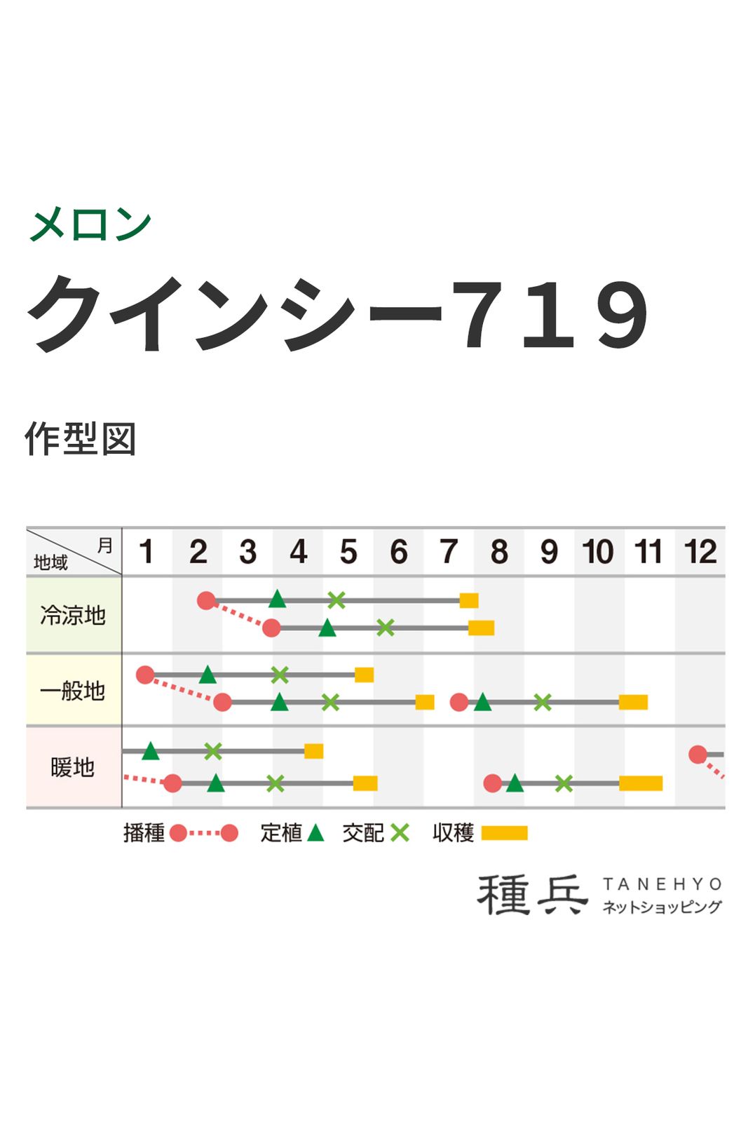 赤肉地這メロン 種 『クインシー719』 横浜植木 | たね,果菜の種