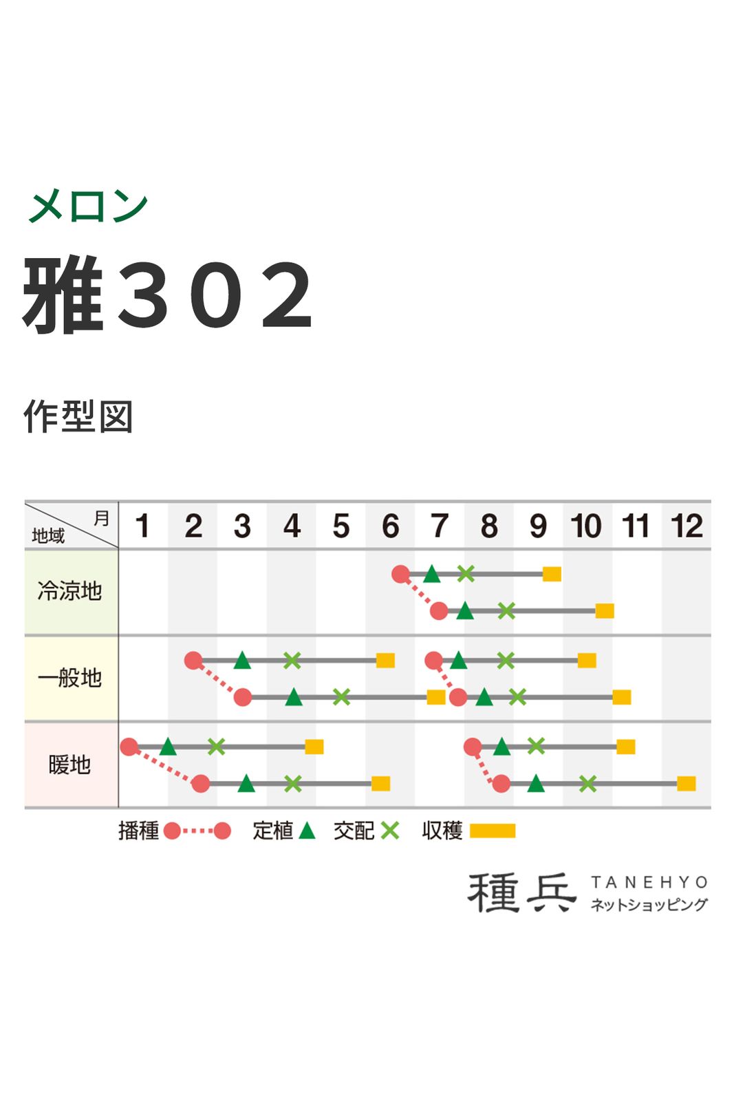 緑肉アールスメロン 種 『雅302』 横浜植木 | たね,果菜の種,メロン