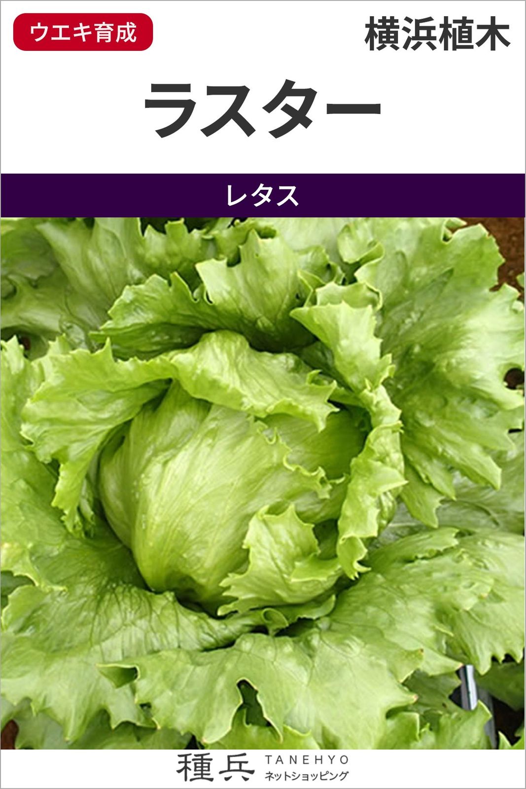 玉レタス 種 『ラスター』  横浜植木