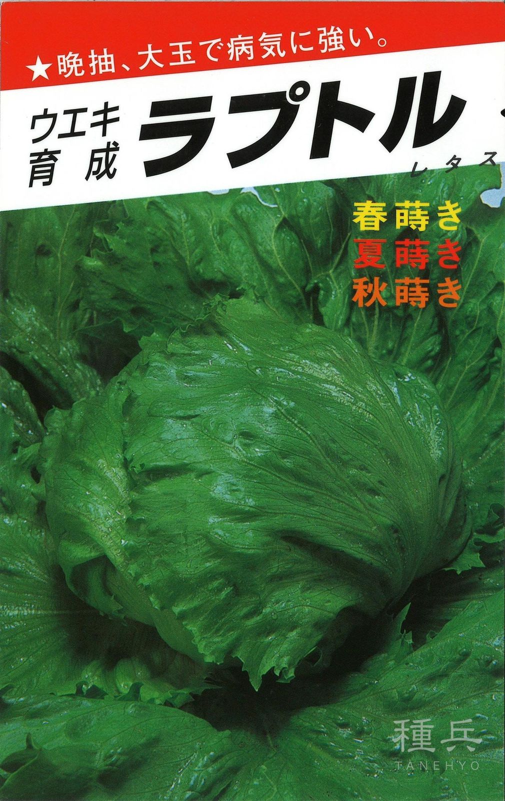 玉レタス 種 『ラプトル』  横浜植木
