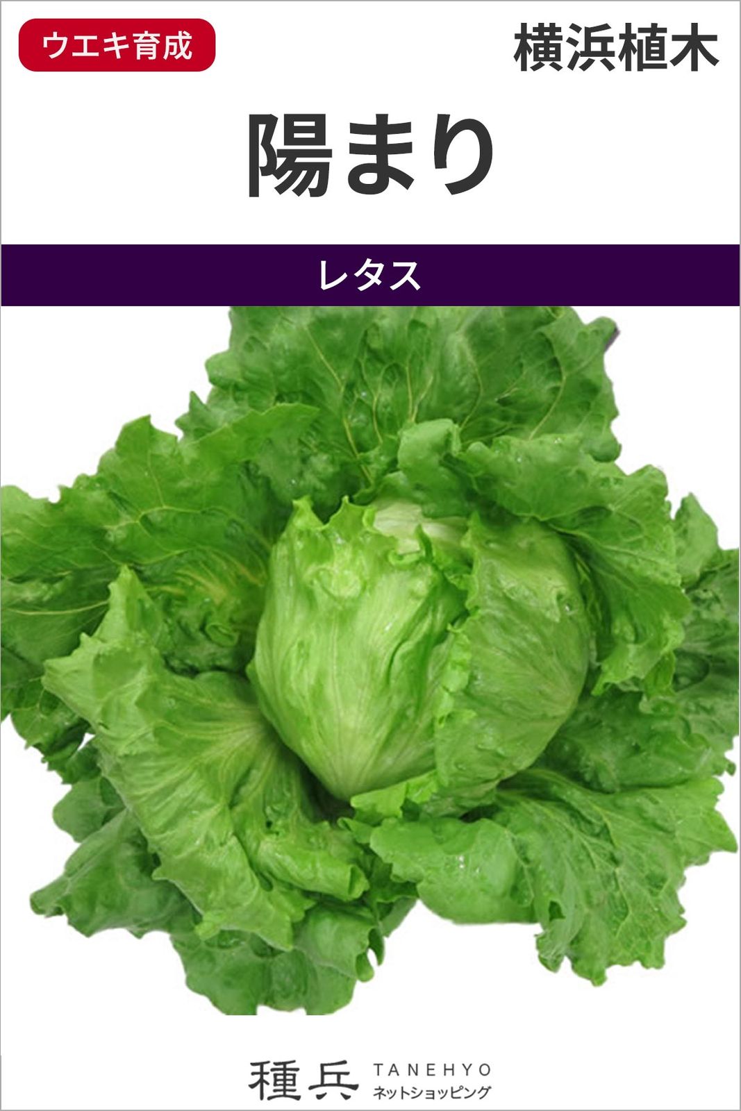 玉レタス 種 『陽まり』  横浜植木