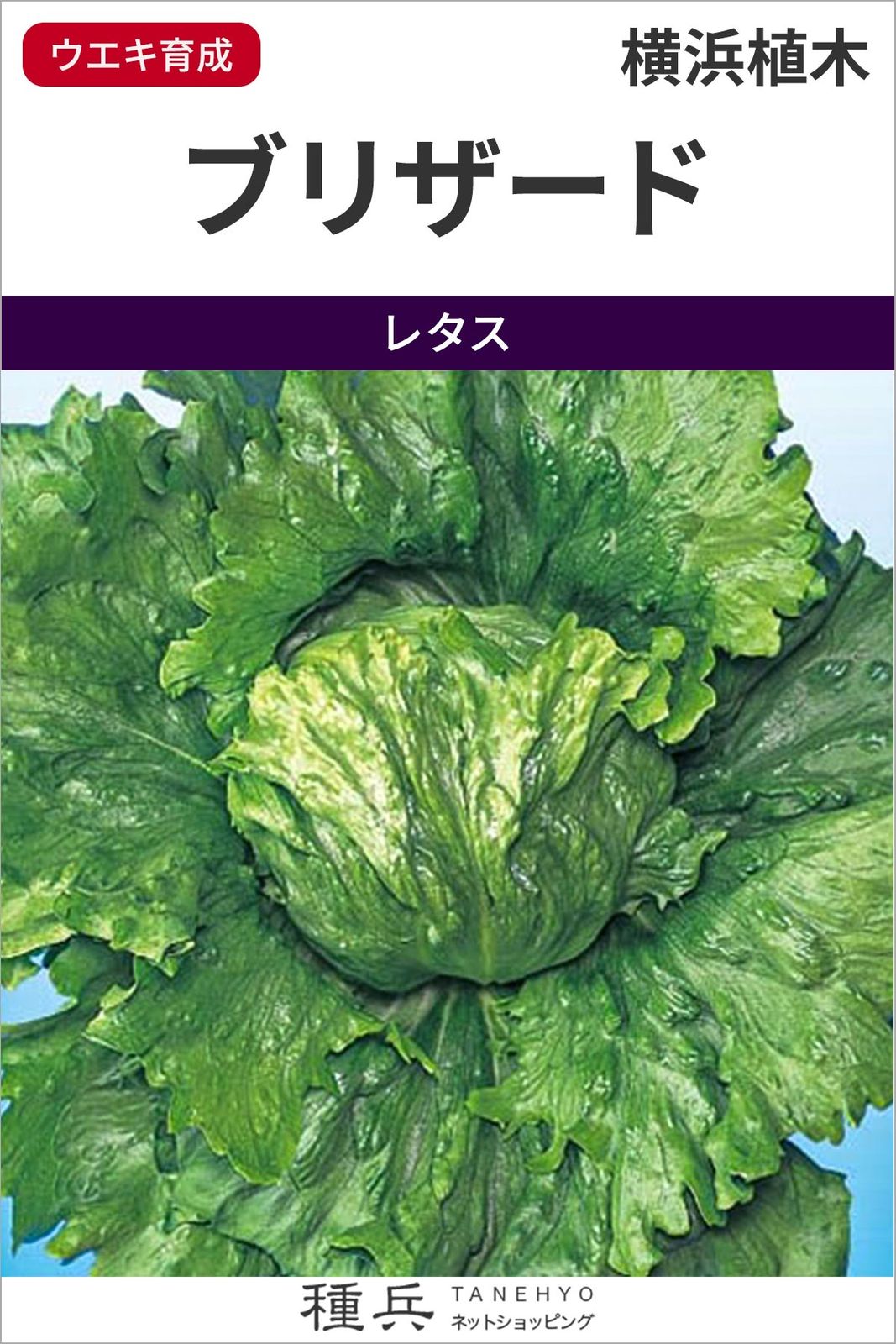 玉レタス 種 『ブリザード』  横浜植木
