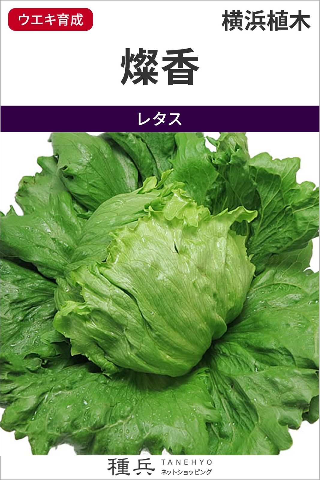 玉レタス 種 『燦香』  横浜植木