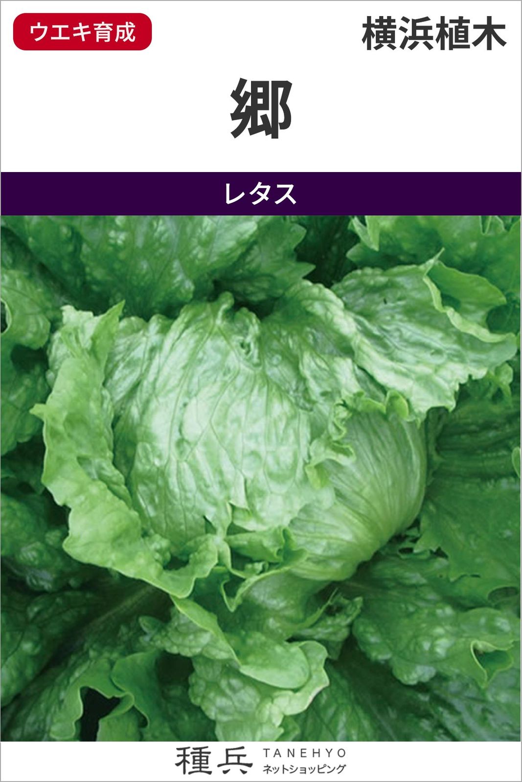玉レタス 種 『郷』  横浜植木