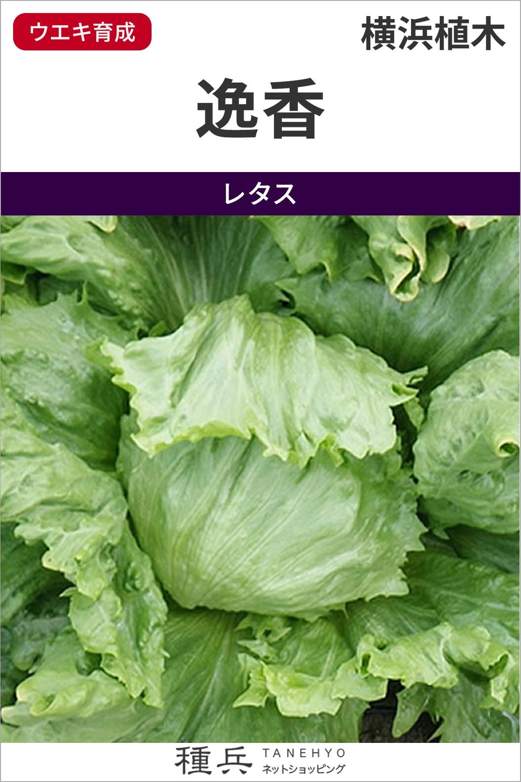 玉レタス 種 『逸香』  横浜植木