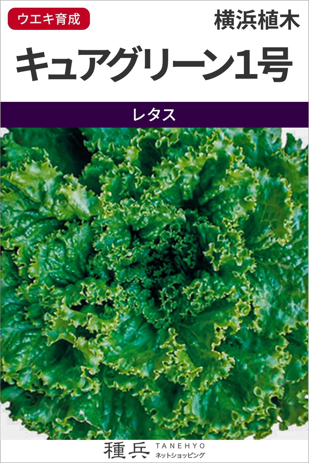 グリーンリーフレタス 種 『キュアグリーン１号』  横浜植木