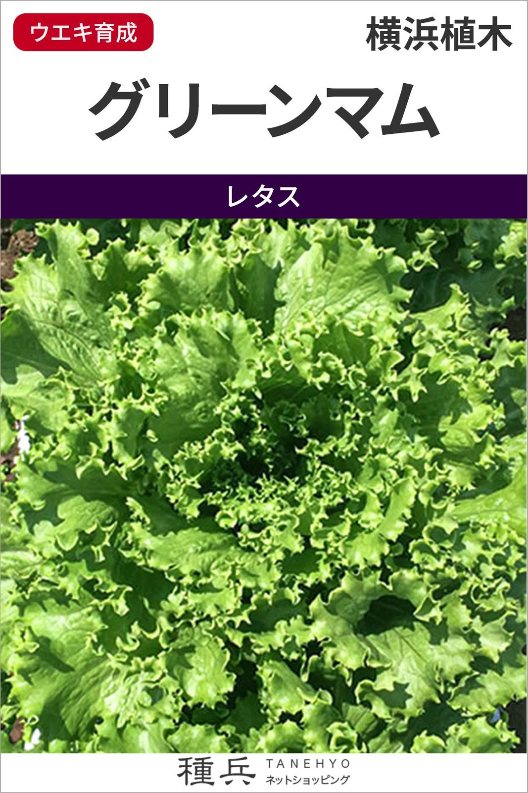 グリーンリーフレタス 種 『グリーンマム』  横浜植木