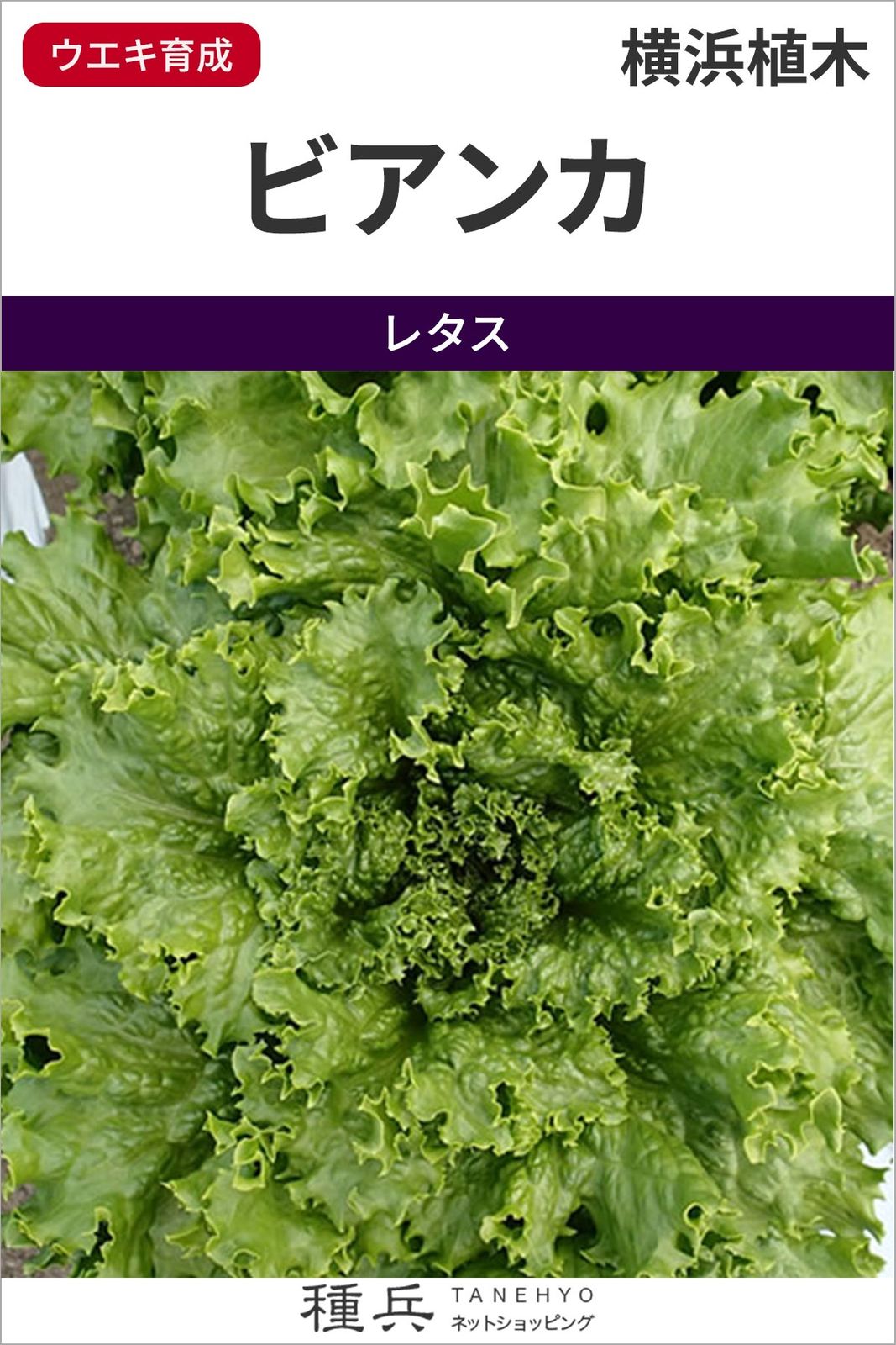 グリーンリーフレタス 種 『ビアンカ』  横浜植木