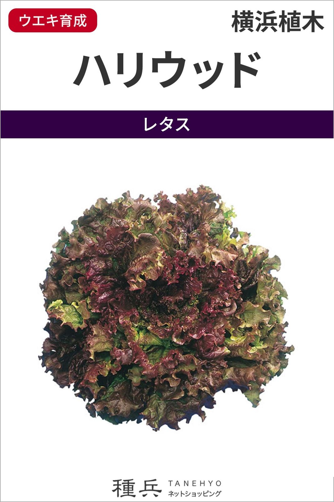 レッドリーフレタス 種 『ハリウッド』  横浜植木