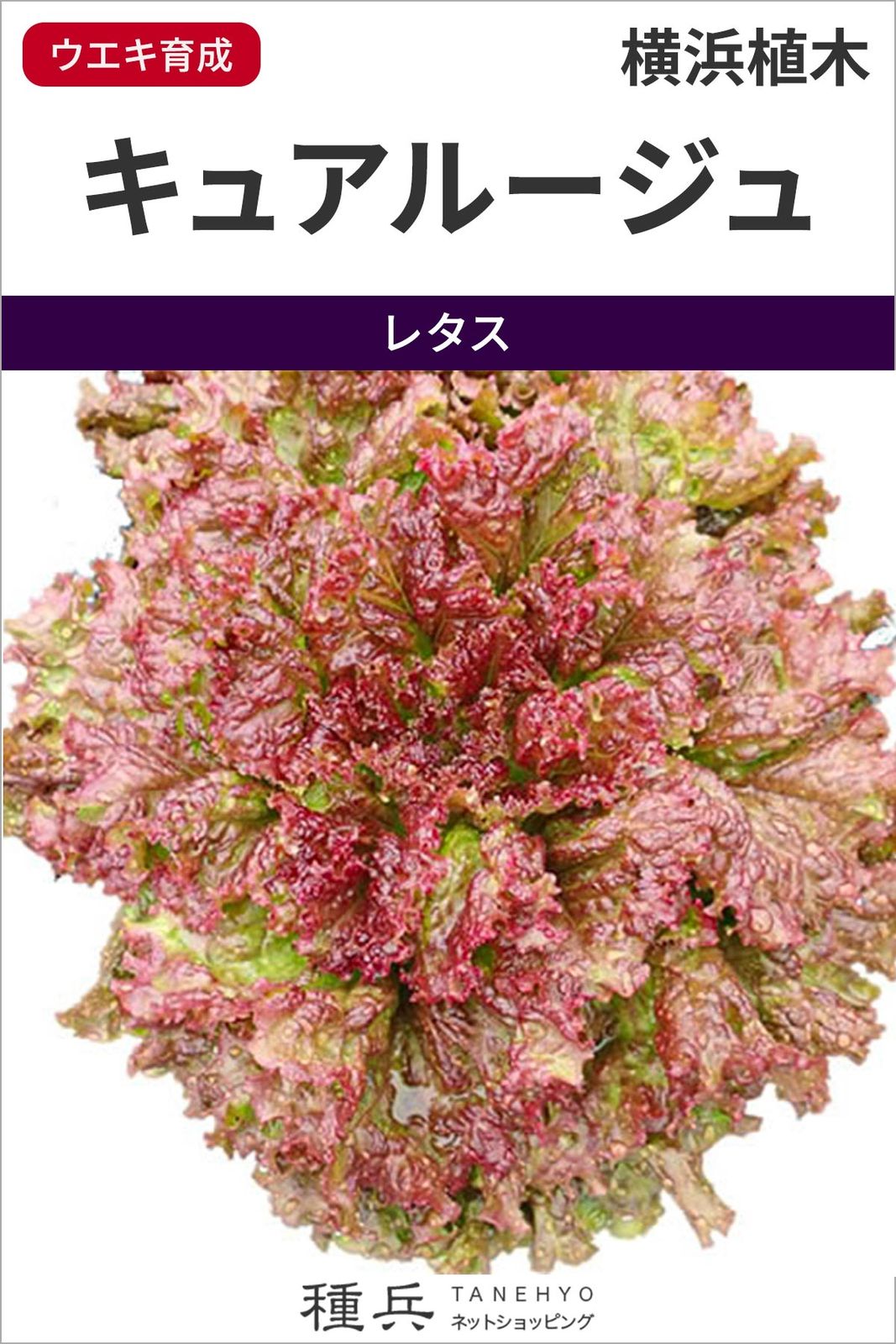 レッドリーフレタス 種 『キュアルージュ』  横浜植木
