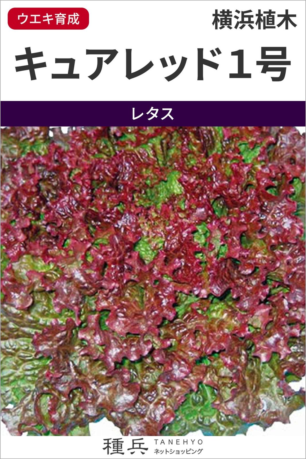 レッドリーフレタス 種 『キュアレッド１号』  横浜植木