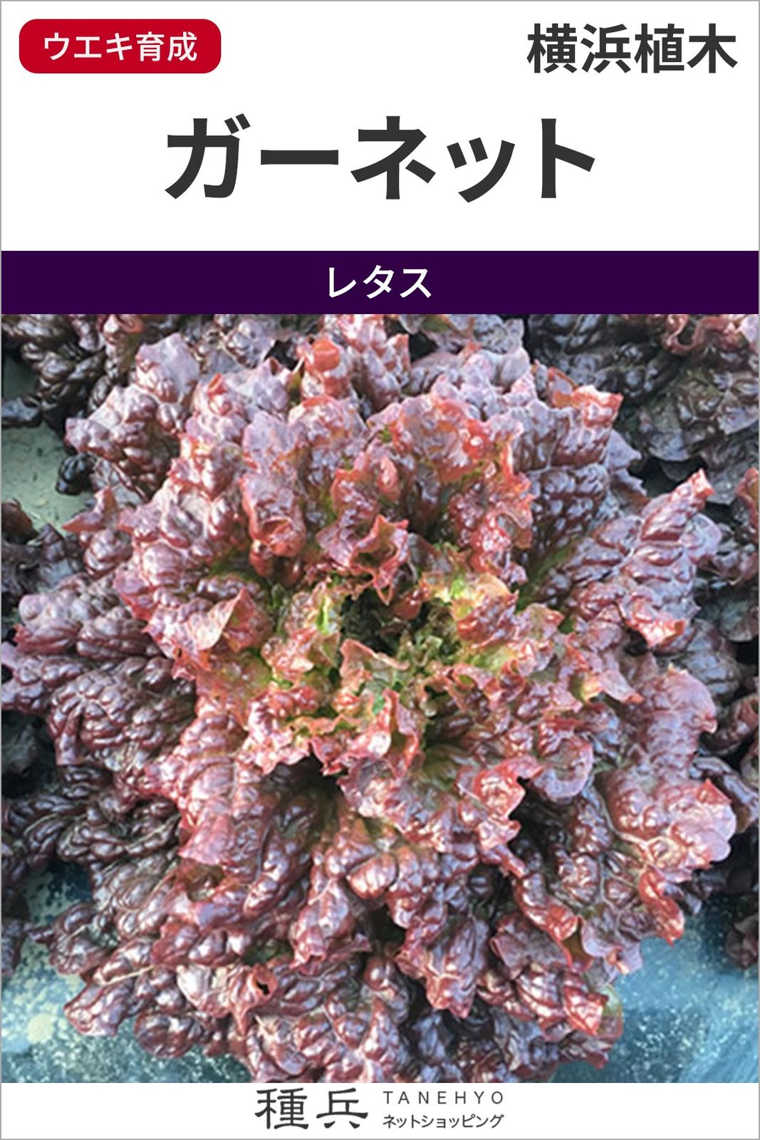 レッドリーフレタス 種 『ガーネット』  横浜植木