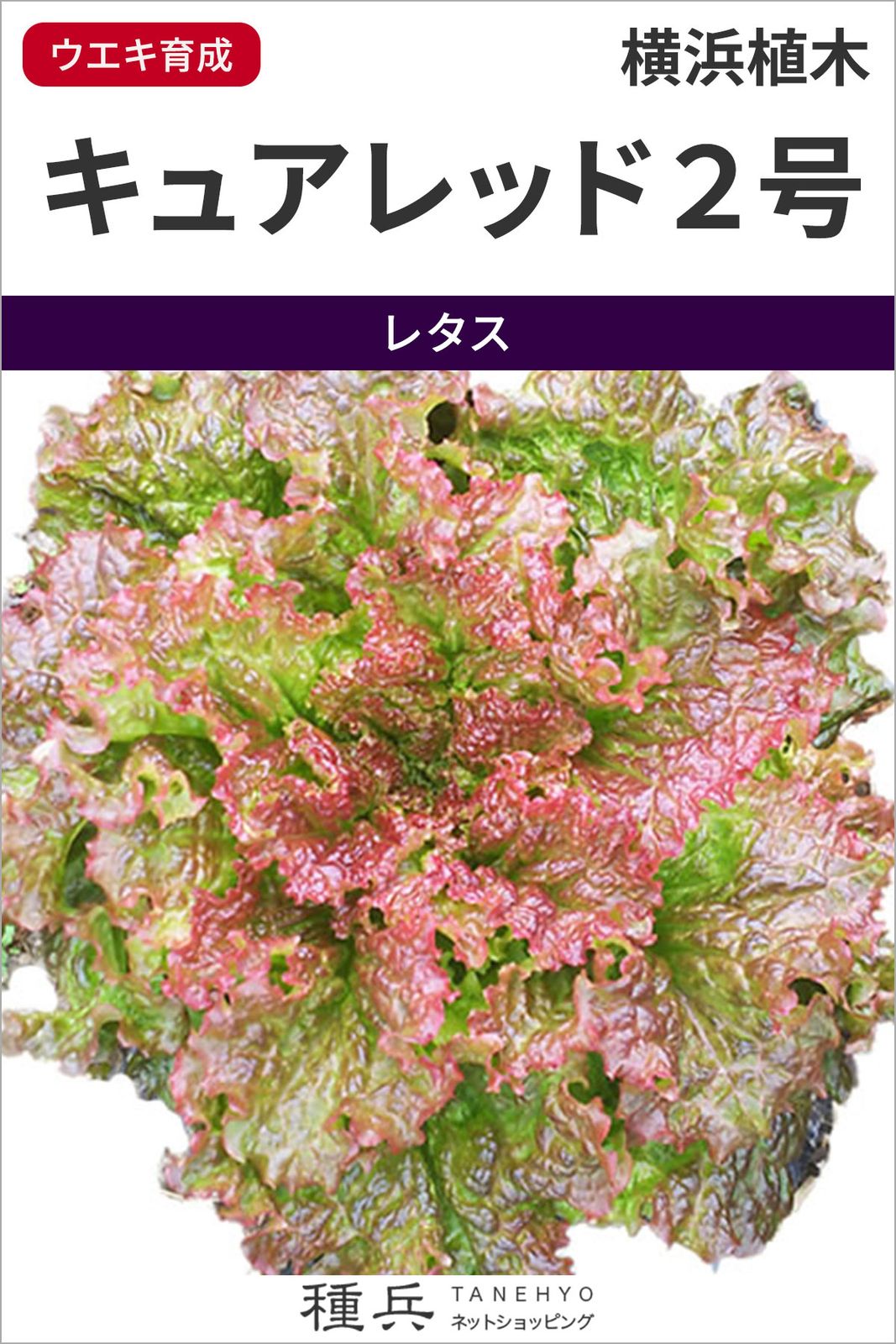 レッドリーフレタス 種 『キュアレッド２号』  横浜植木
