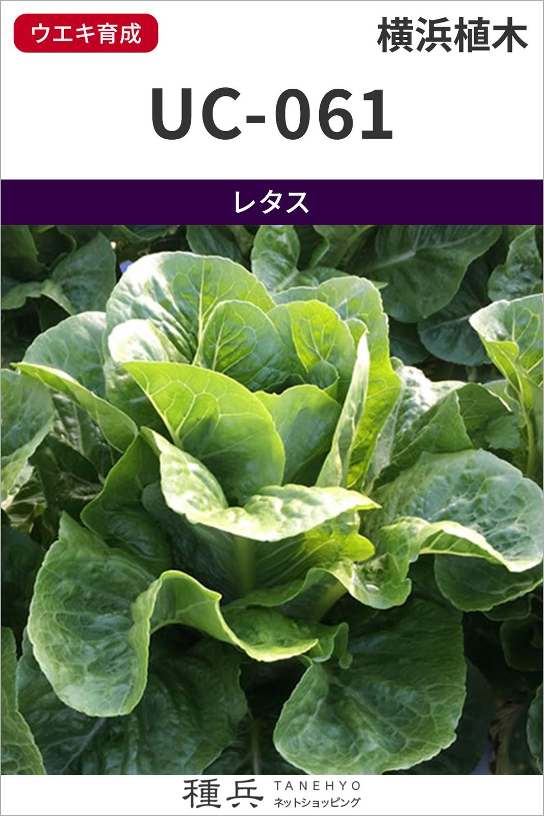 ロメイン（コス）レタス 種 『UC-061』  横浜植木