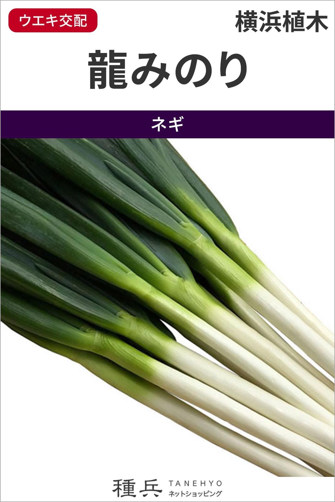 根深ネギ 種 『龍みのり』  横浜植木