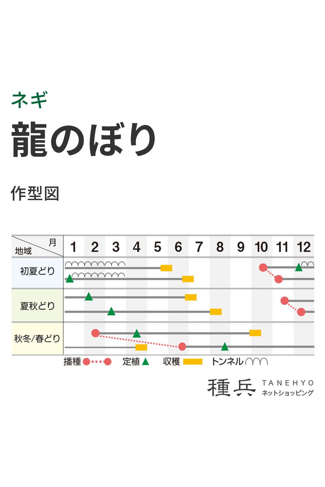 根深ネギ 種 『龍のぼり』 横浜植木 | たね,葉菜の種,ネギ,根深・白