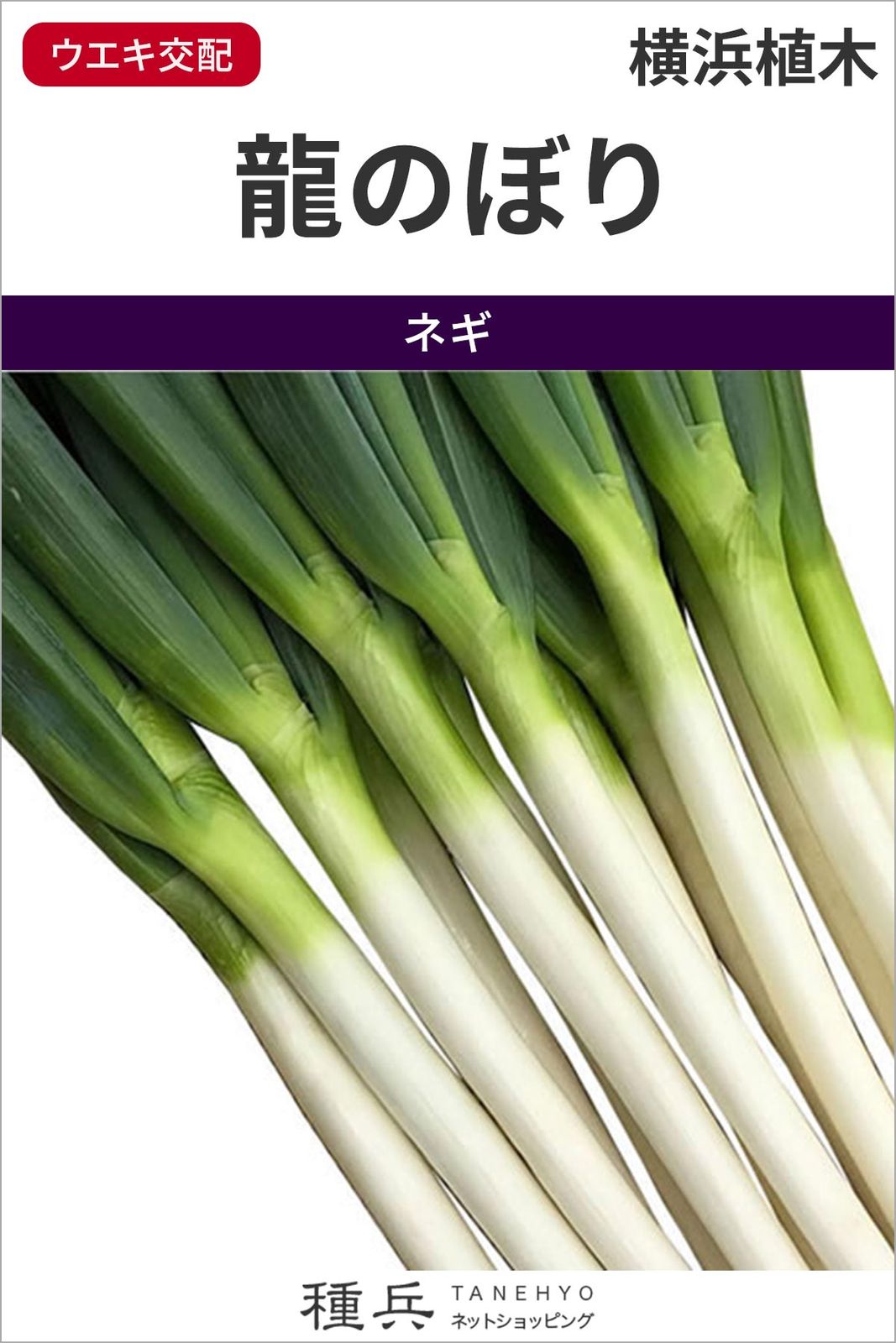 たね,葉菜の種,ネギ | 種兵ネットショッピング