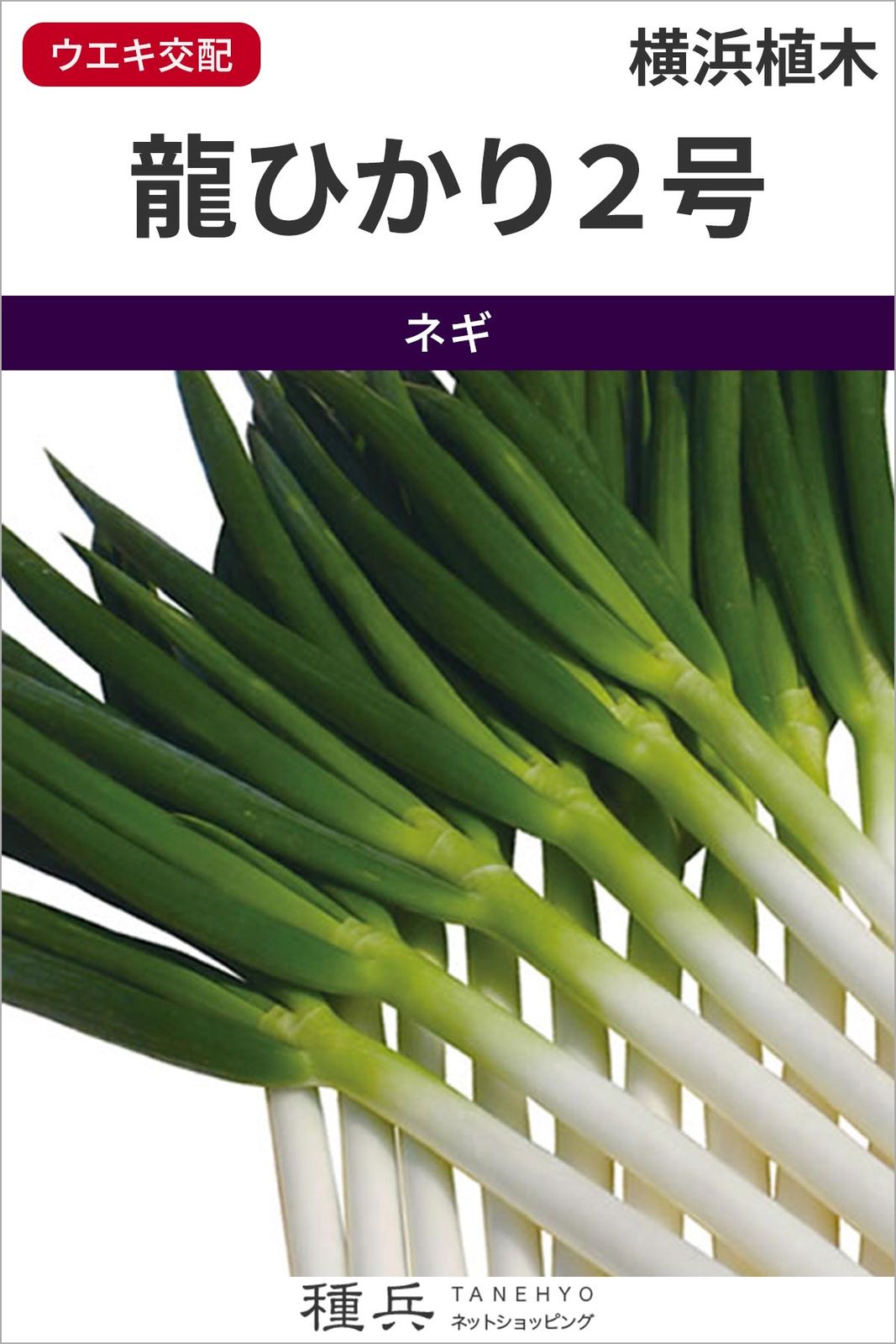 根深ネギ 種 『龍ひかり２号』  横浜植木