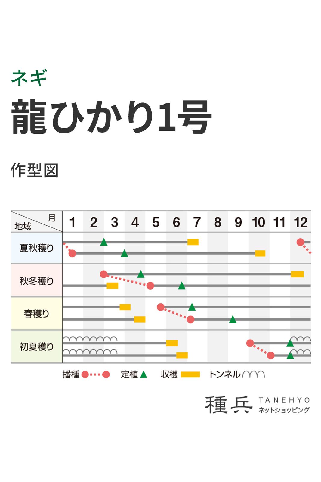 根深ネギ 種 『龍ひかり1号』 横浜植木 | たね,葉菜の種,ネギ,根深・白