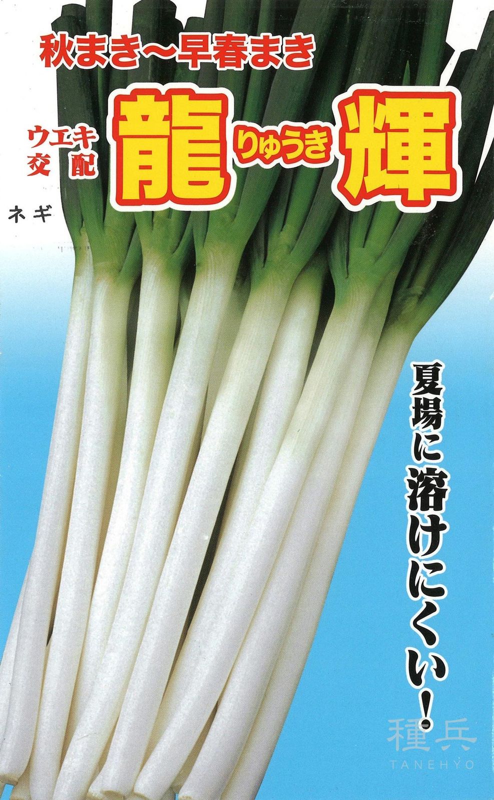 根深ネギ 種 『龍輝』  横浜植木