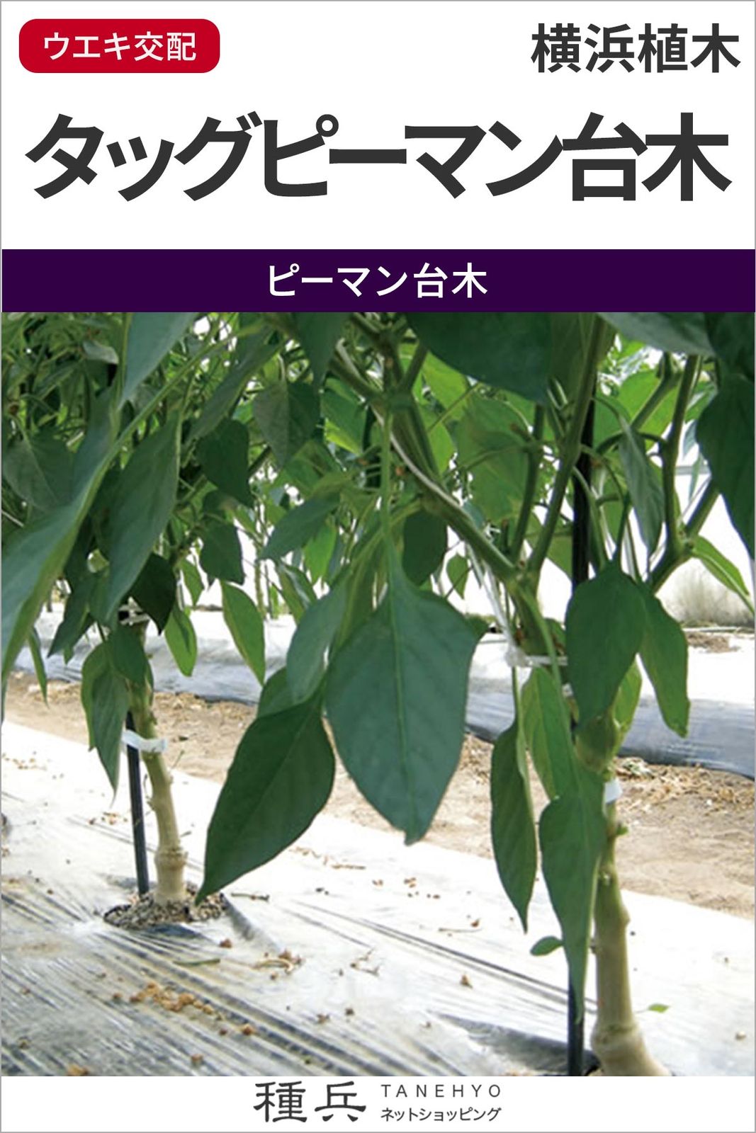 ピーマン台木 種 『タッグピーマン台木』  横浜植木