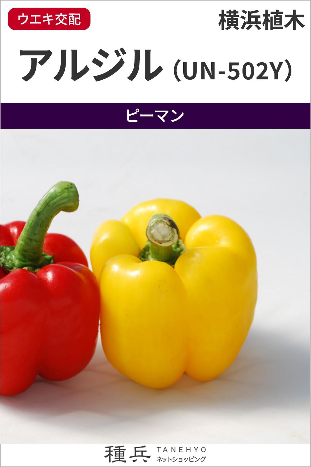 大玉黄パプリカ 種 『アルジル（UN-502Y）』  横浜植木
