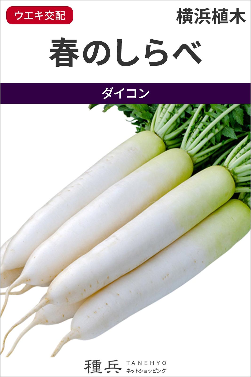 ダイコン 種 『春のしらべ』  横浜植木