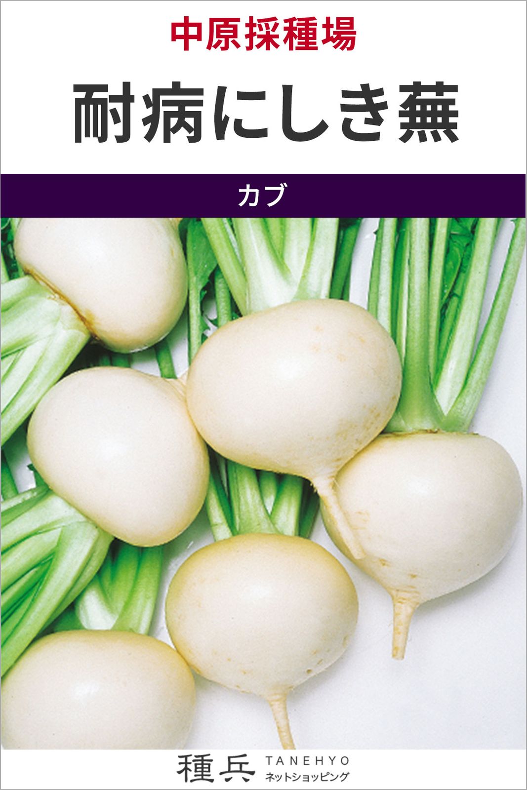 カブ 種 『耐病にしき蕪』  中原採種場