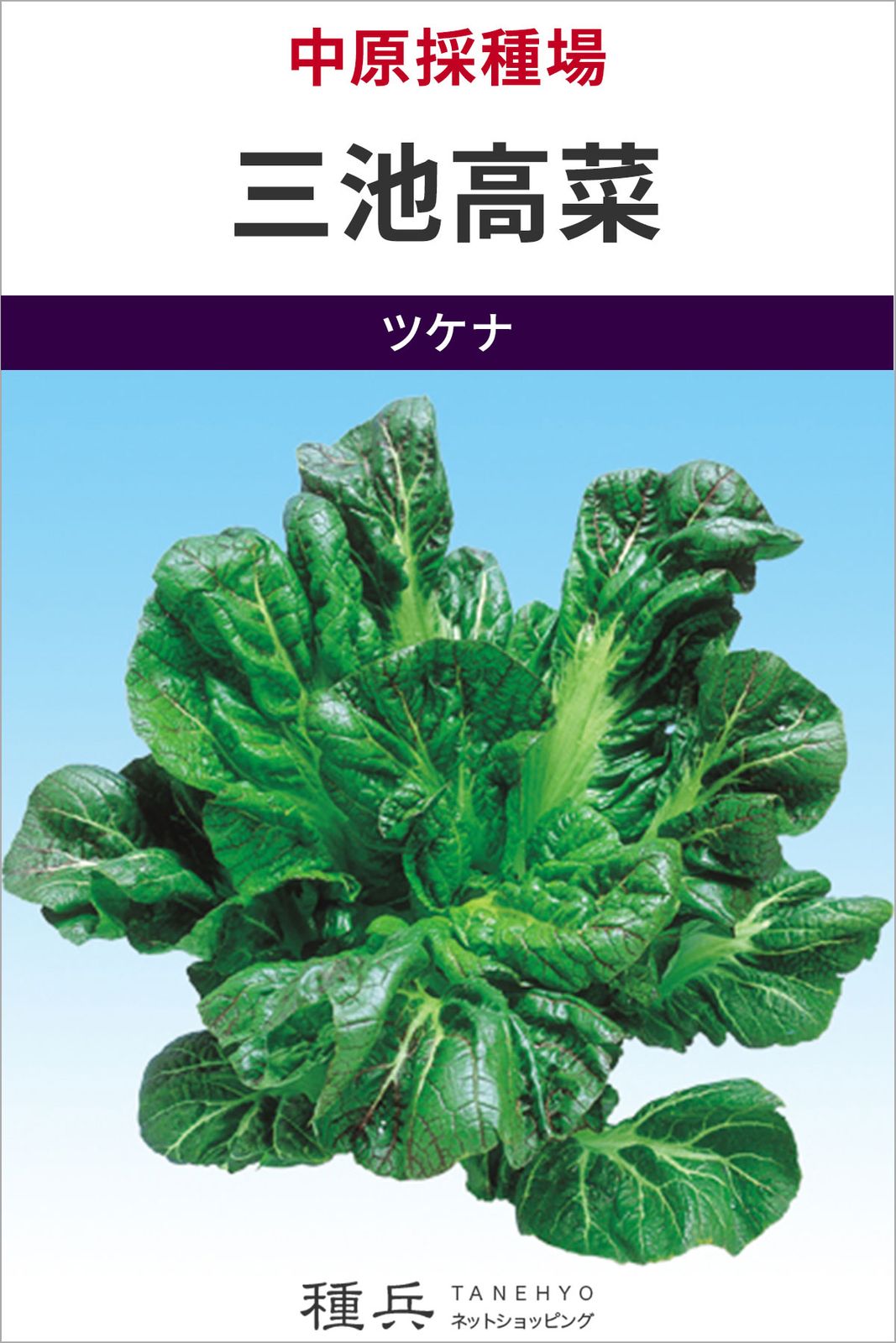 タカナ 種 『三池高菜』  中原採種場