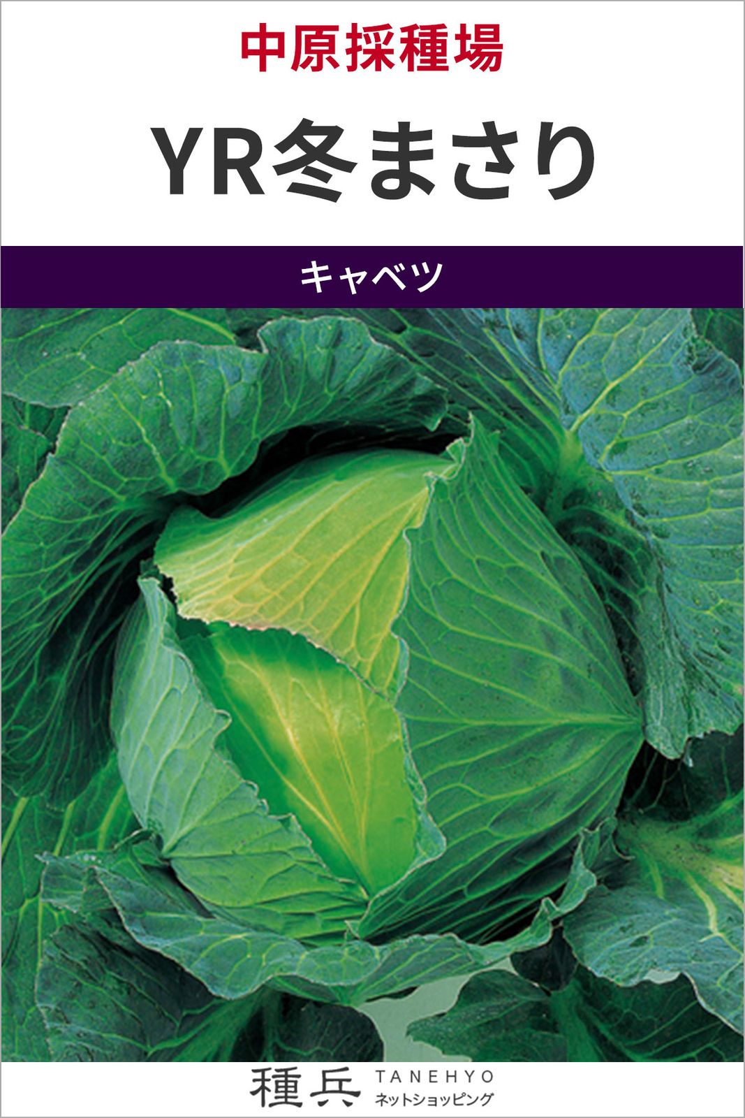 キャベツ 種 『YR冬まさり』  中原採種場