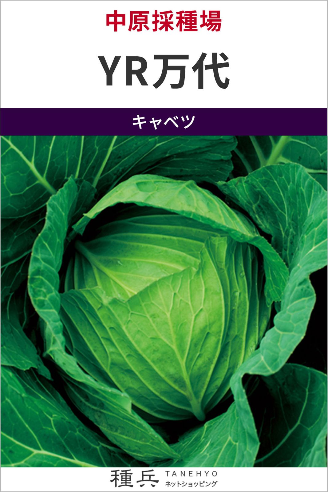 キャベツ 種 『YR万代』  中原採種場