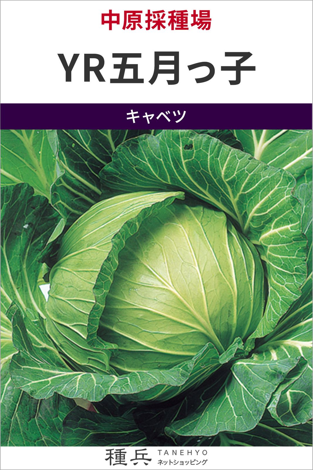 キャベツ 種 『YR五月っ子』  中原採種場