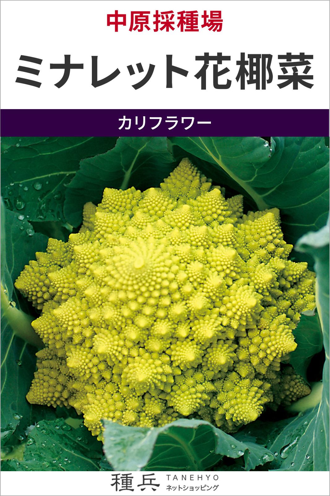 ロマネスコ 種 『ミナレット花椰菜』  中原採種場