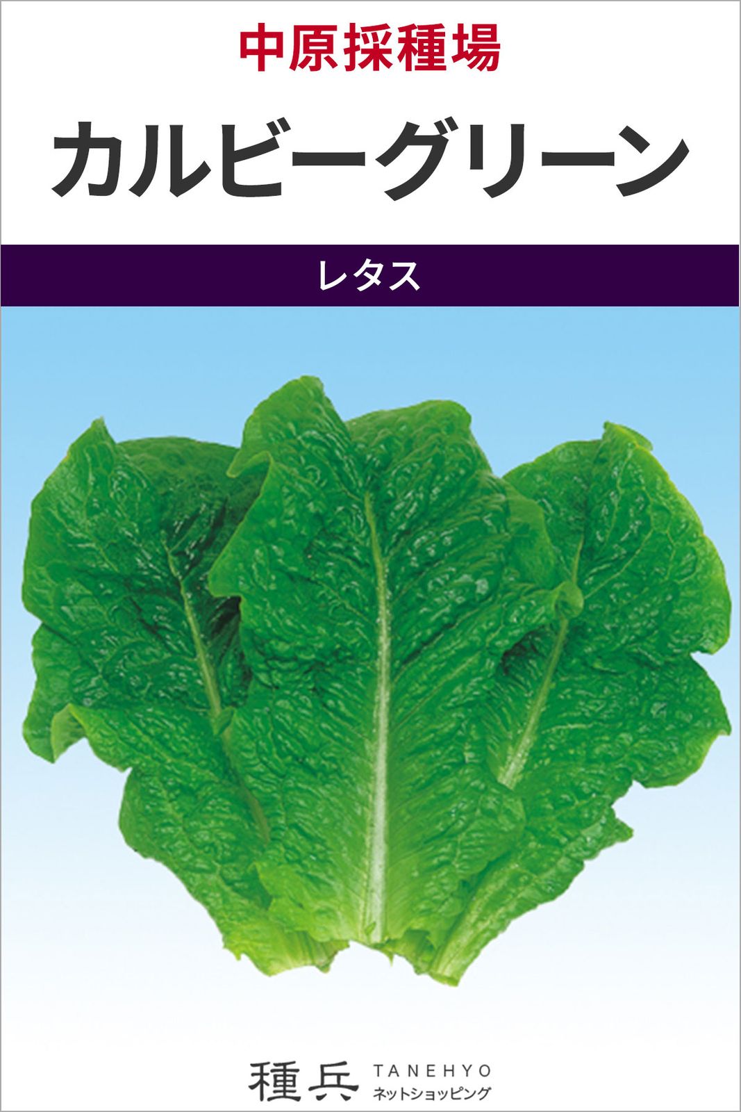 カキチシャ 種 『カルビーグリーン』  中原採種場
