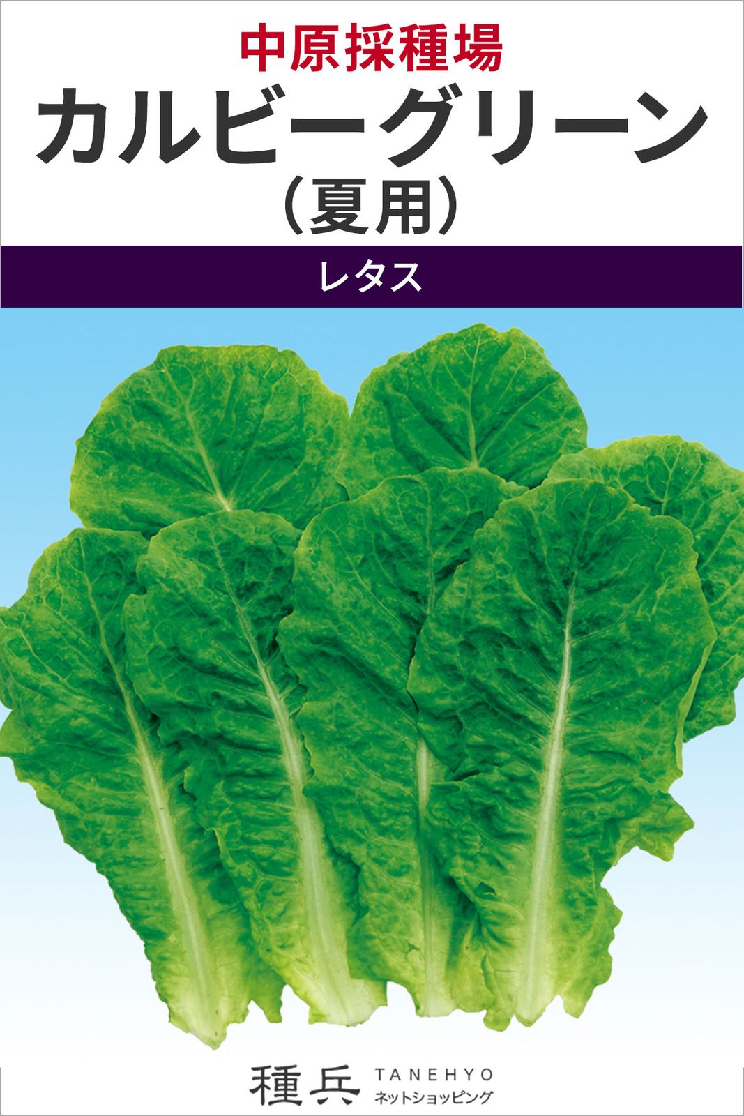 カキチシャ 種 『カルビーグリーン（夏用）』  中原採種場