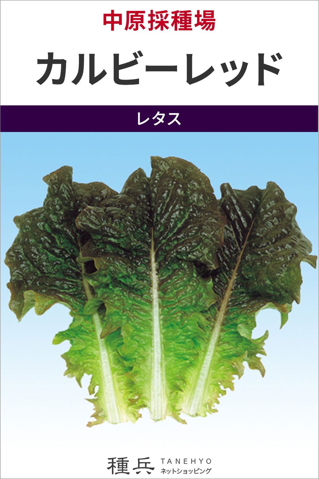 カキチシャ 種 『カルビーレッド』  中原採種場