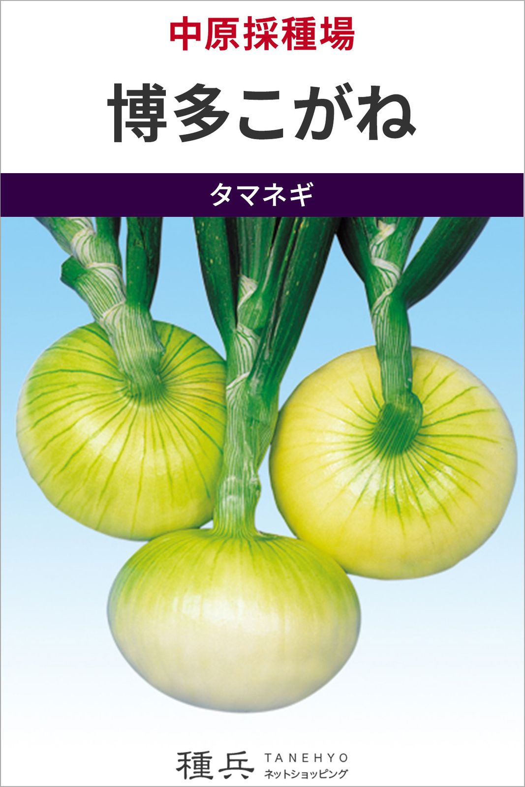 極早生玉ねぎ 種 『博多こがね』  中原採種場