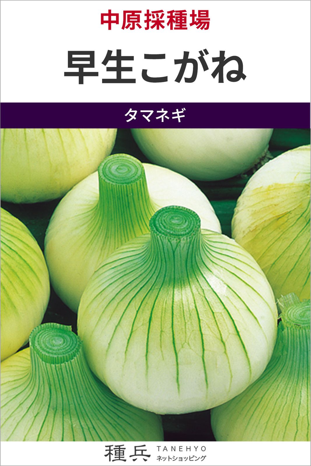 早生玉ねぎ 種 『早生こがね』  中原採種場